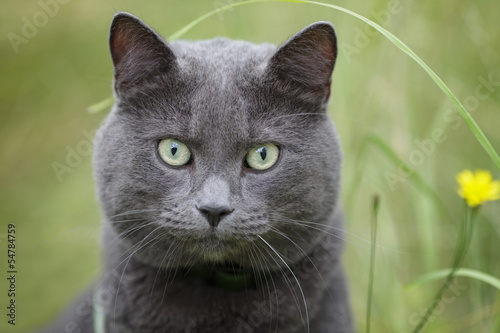 british gray cat in the grass