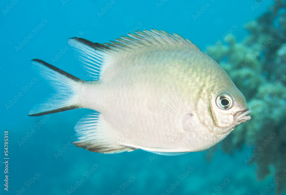 Naklejka premium Pale damselfish swimming in blue water