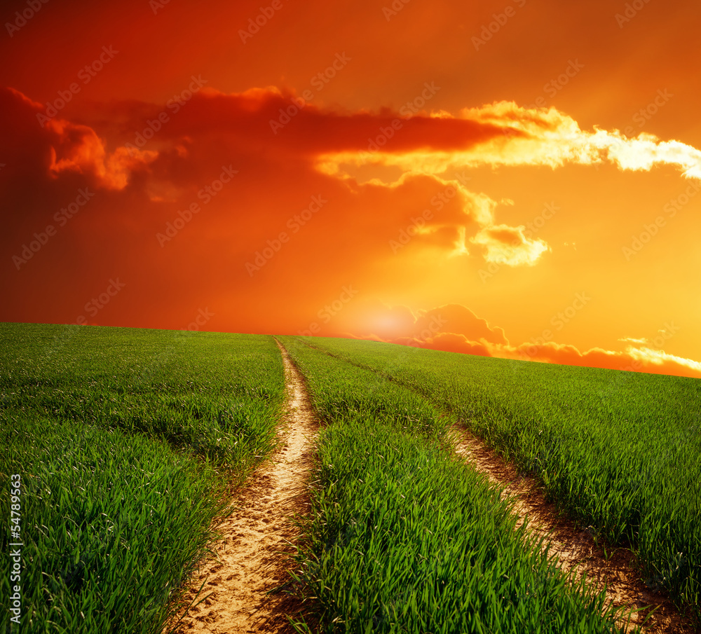 Obraz premium Sunny nature direct