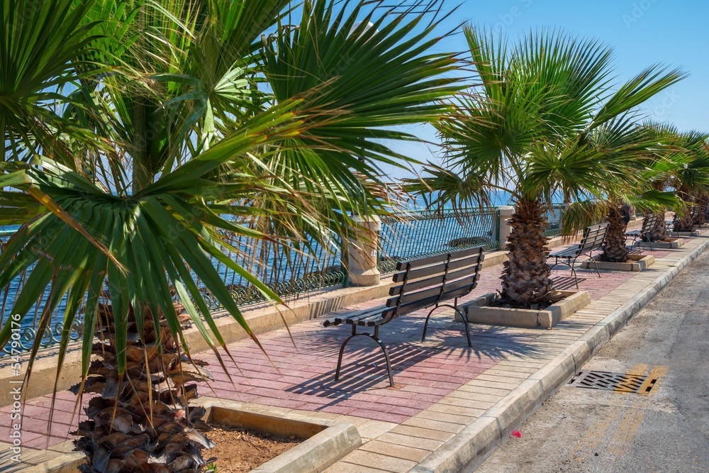 Fototapeta premium Palm trees promenade on a sunny day