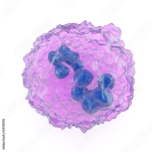 Megakaryocyte