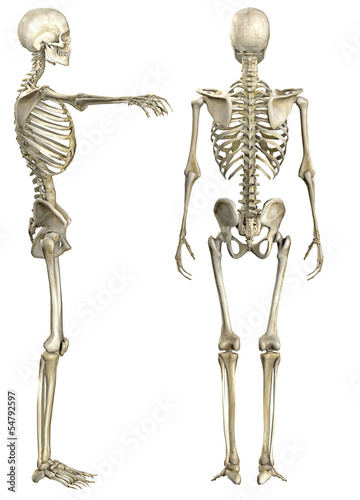 Anatomische Darstellung menschliches Skelett 2