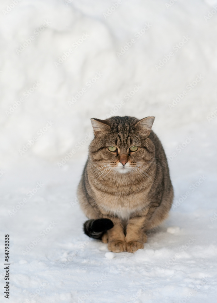 brown cat on the white snow
