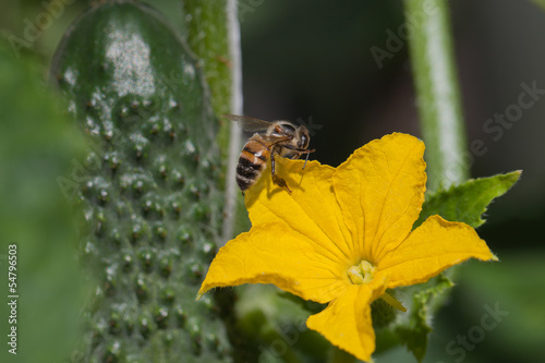 Bee and cucumber flower. © Janis Smits