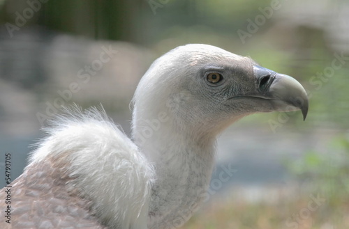 Griffon vulture portrait