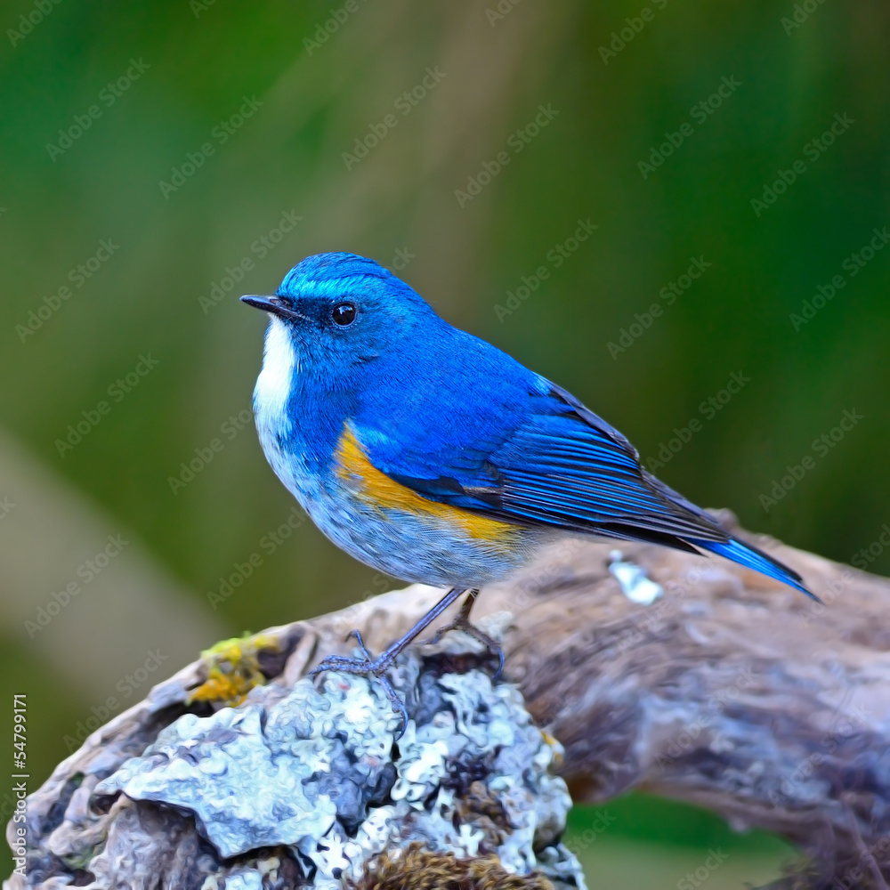 Himalayan Bluetail