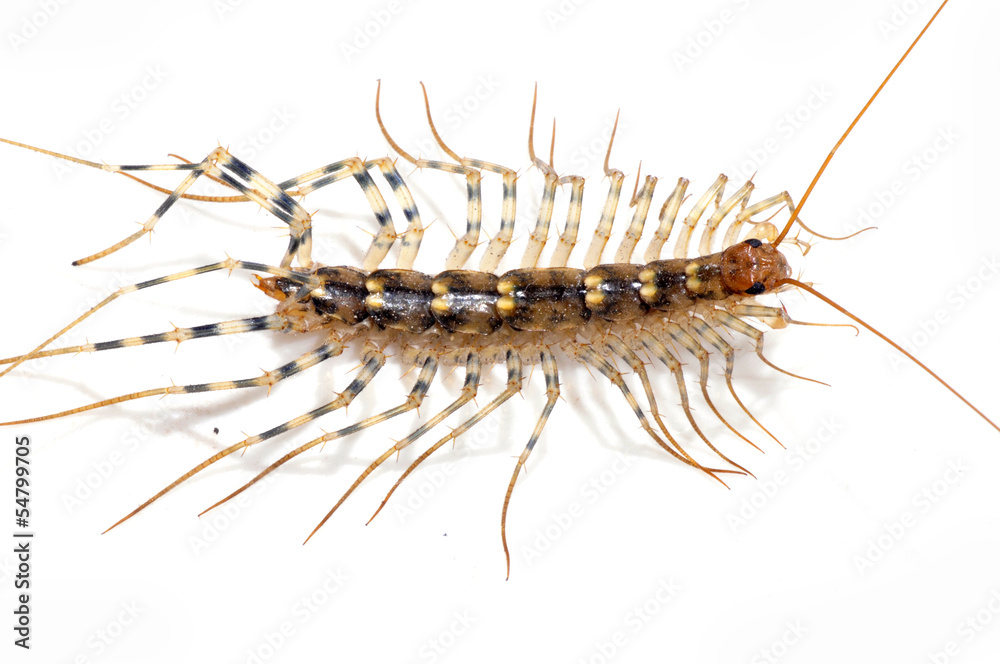 The centipede on white background The centipede on white background