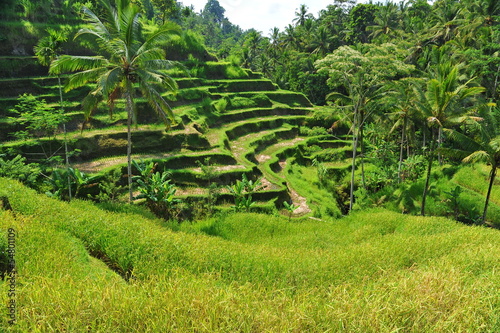 Terrace rice fields in the morning, Ubud, Bali, Indonesia