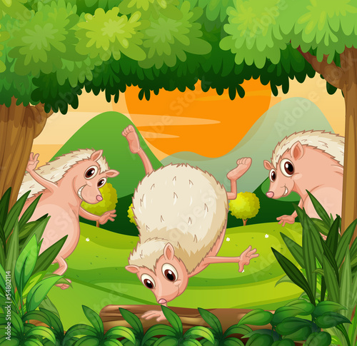 Three hedgehogs playing in the woods