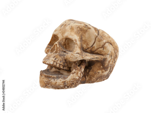 Single old skull isolated