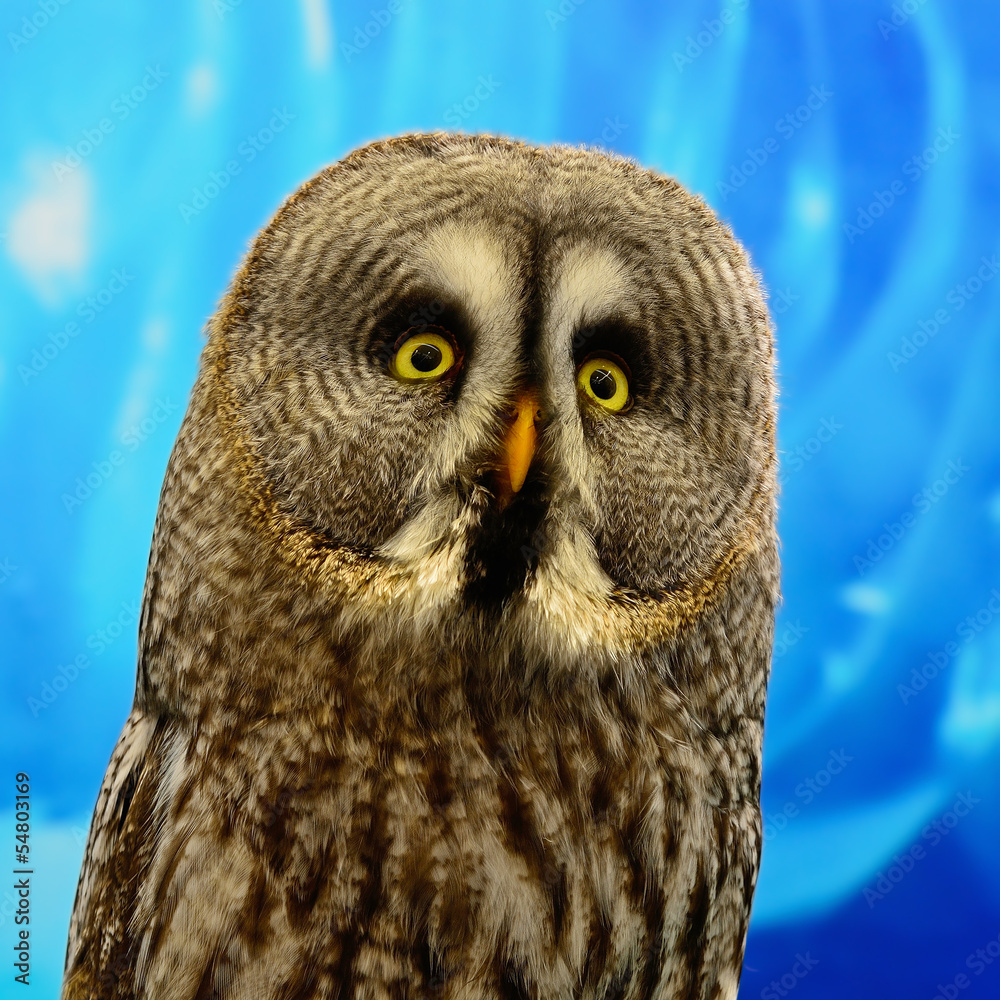 Obraz premium Great Grey Owl