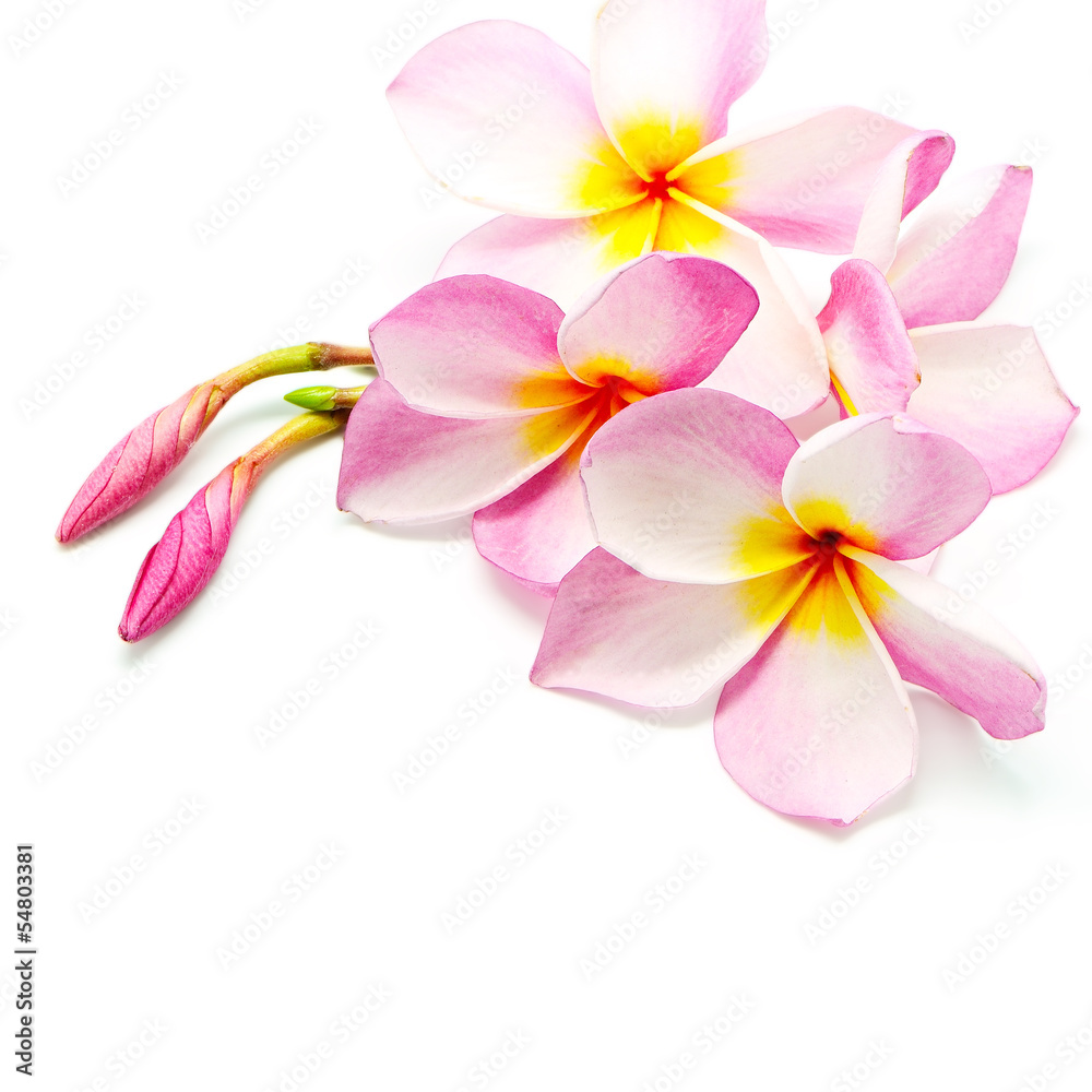 Plumeria