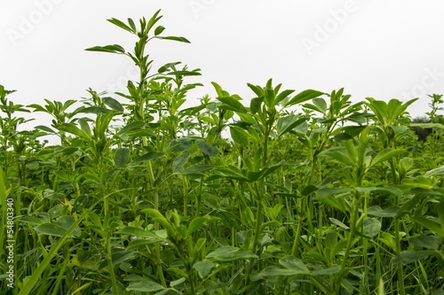 Lucerne plant in a production field