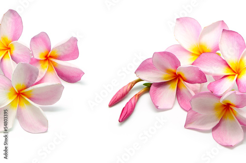 Plumeria