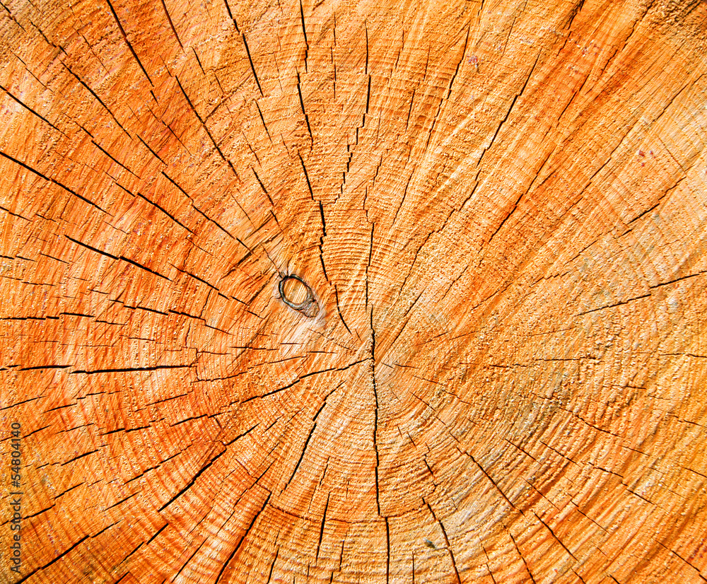 texture of tree stump