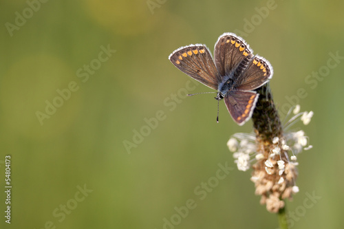 Brown Argus Butterfly  on a flower with a blurred background © mauvries