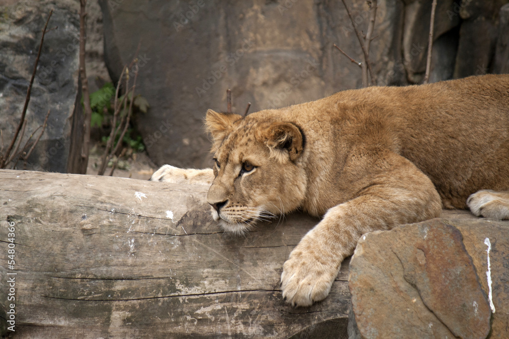 Young lion is looking for something Young lion is looking for something