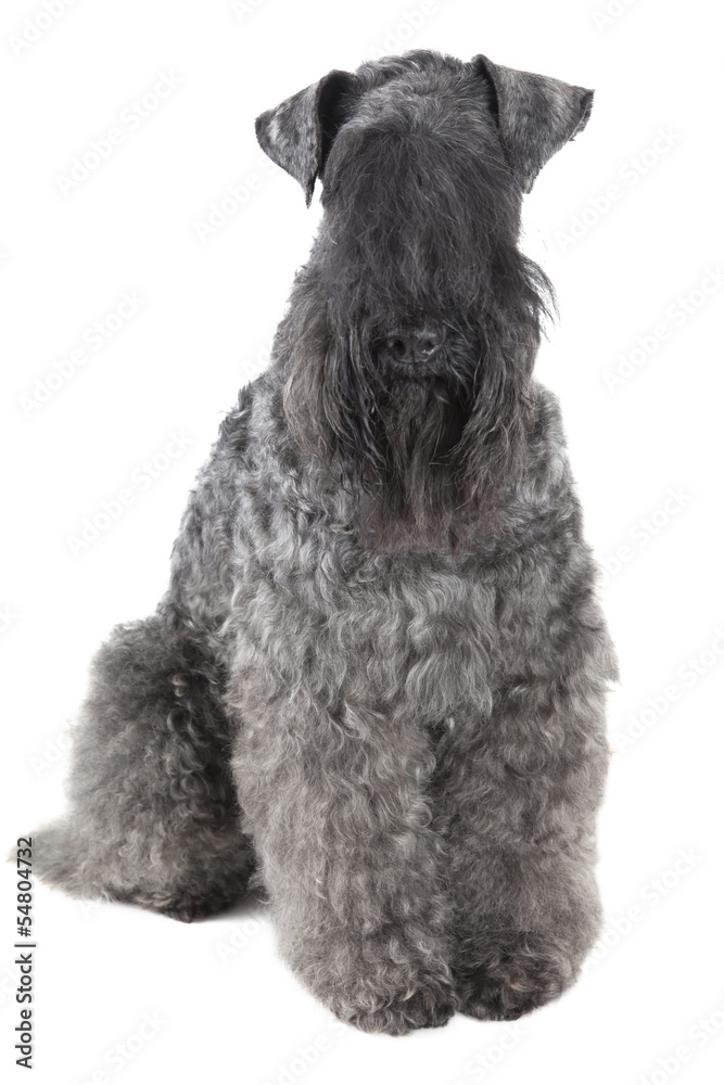 Kerry blue terrier