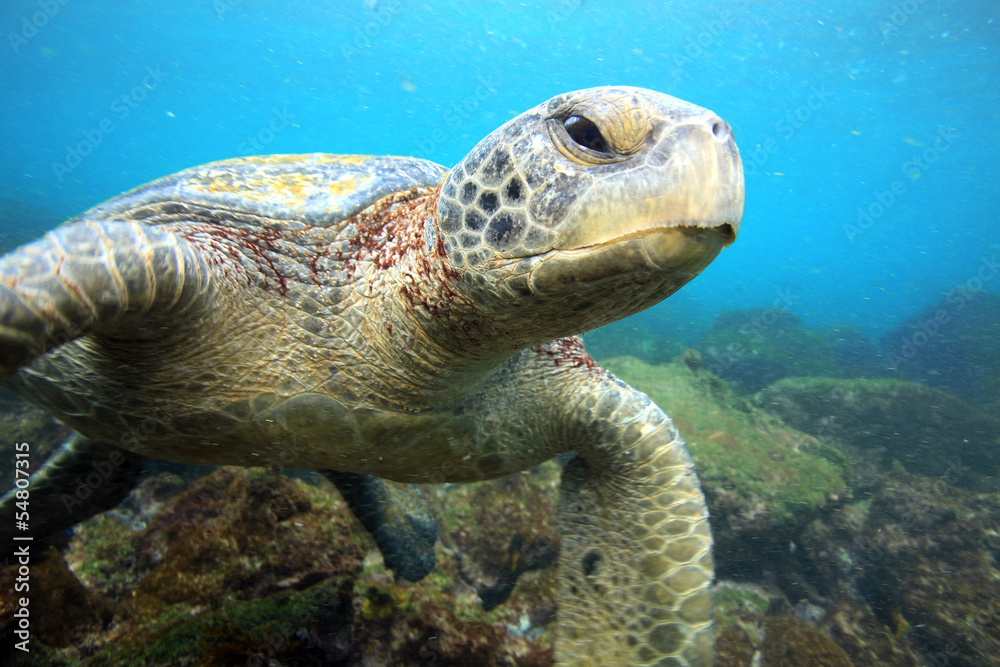 Fototapeta premium Sea turtle relaxing underwater in tropical ocean lagoon
