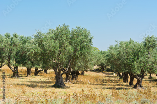 Olive Grove