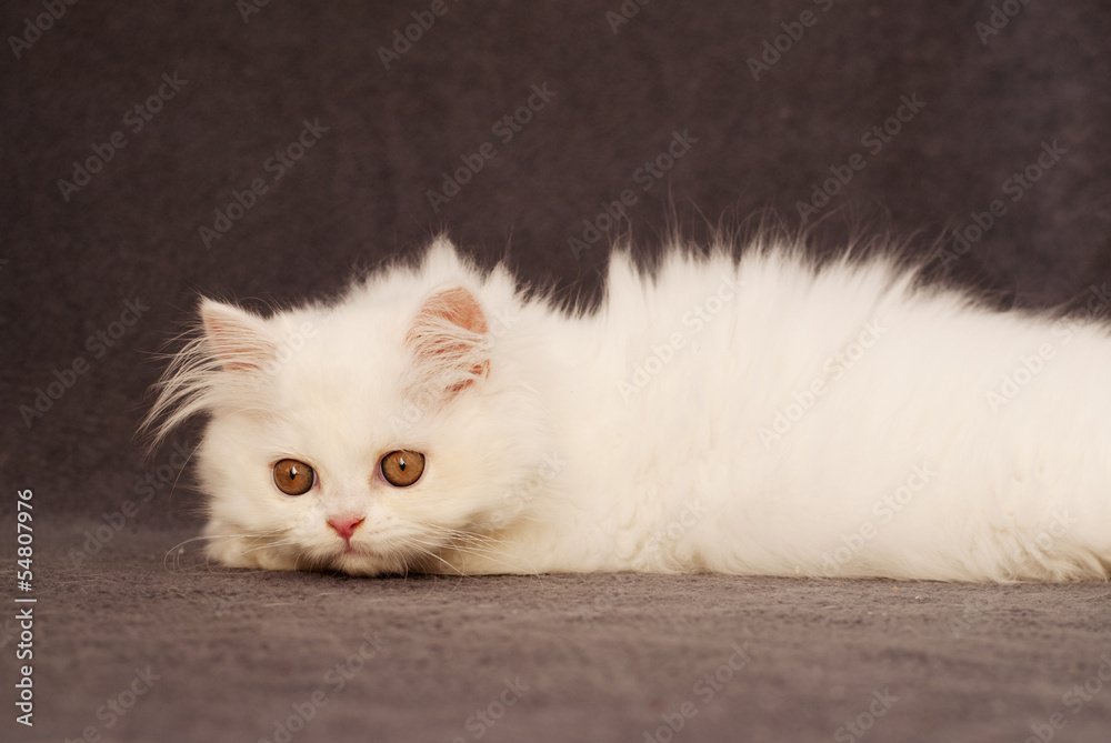Adorable white Persian kitten