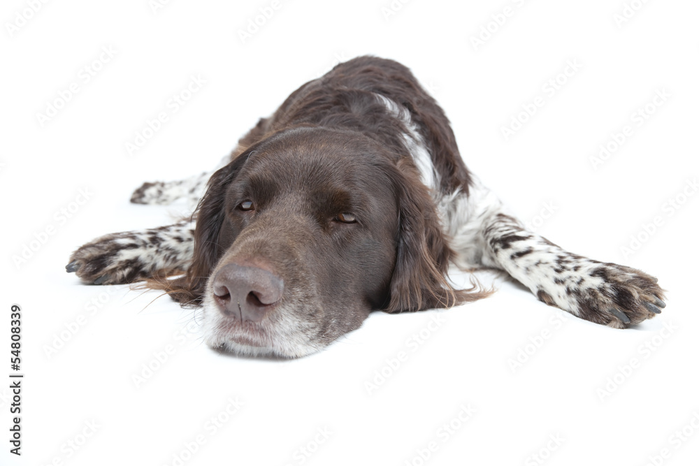 Small Munsterlander on white background Small Munsterlander on white background