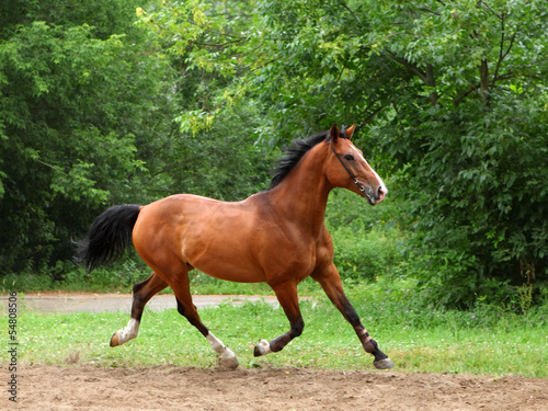 Beautiful sorrel horse walks in corral © horsemen