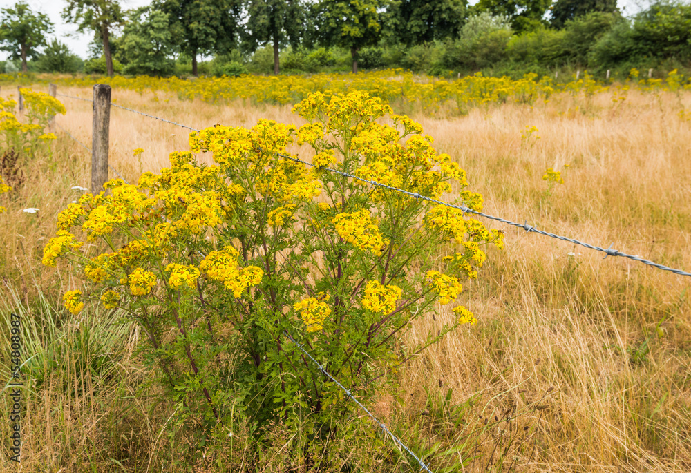 Fototapeta premium Yellow flowering Ragwort and barbed wire
