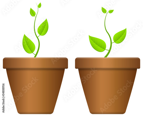 flowerpot and plant