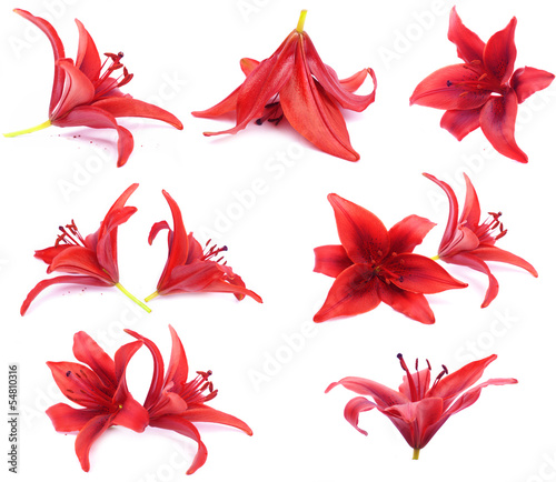 Fototapeta Naklejka Na Ścianę i Meble -  red lilies series