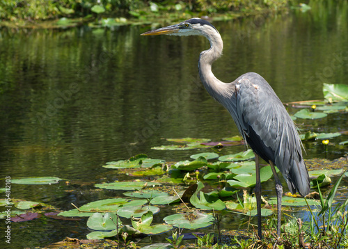 Great Blue Heron (Ardea herodias) Standing at Waters Edge