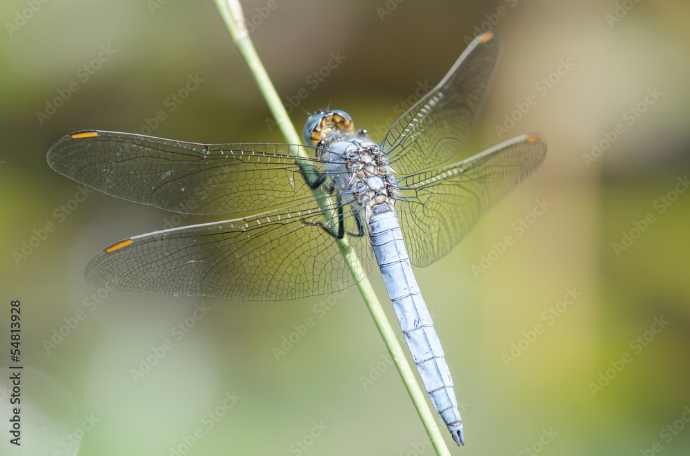 dragonfly dragonfly