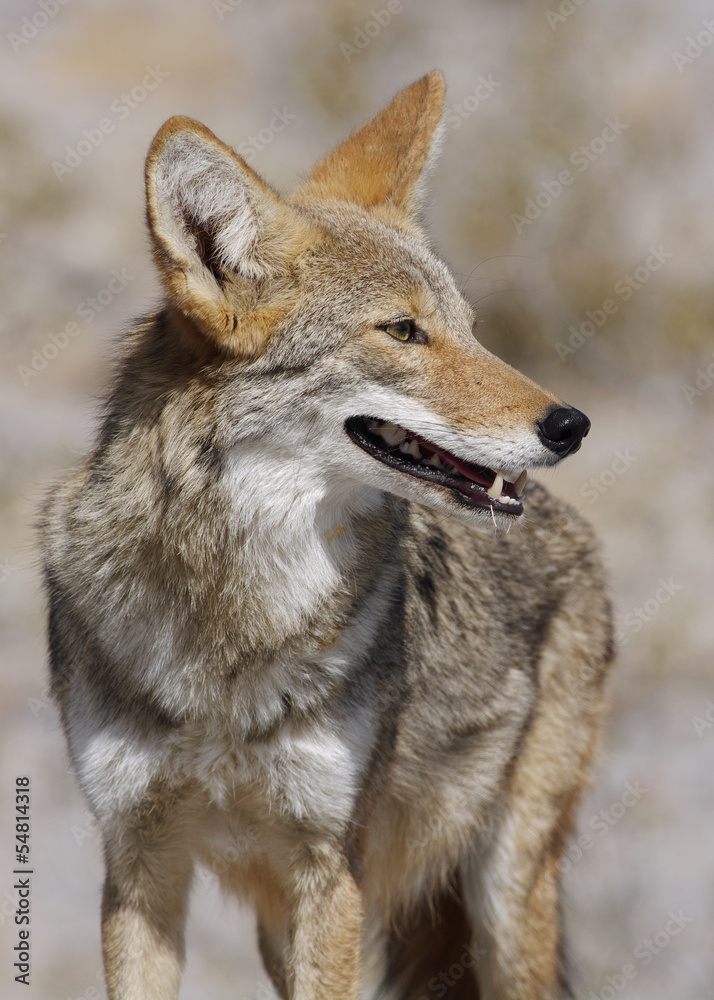 Naklejka premium Coyote close-up in Death Valley National Park, California, USA.