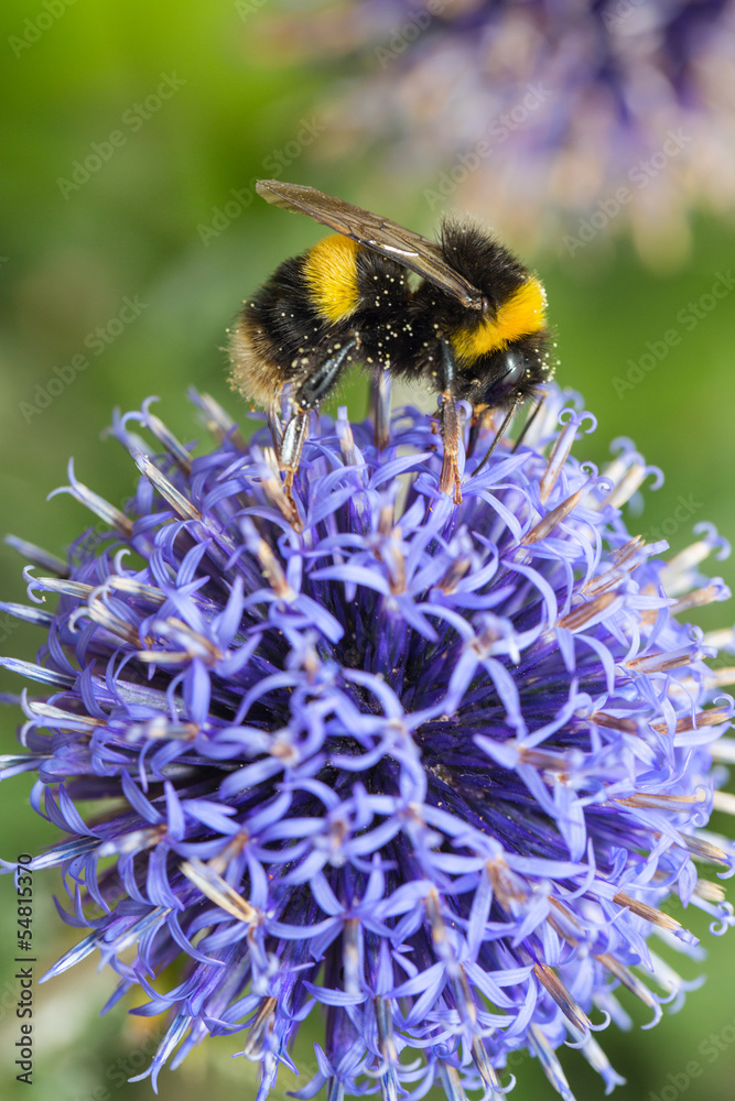 Naklejka premium Bee on Allium