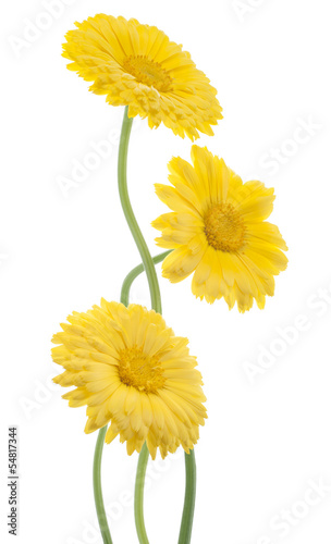 Fototapeta Naklejka Na Ścianę i Meble -  calendula