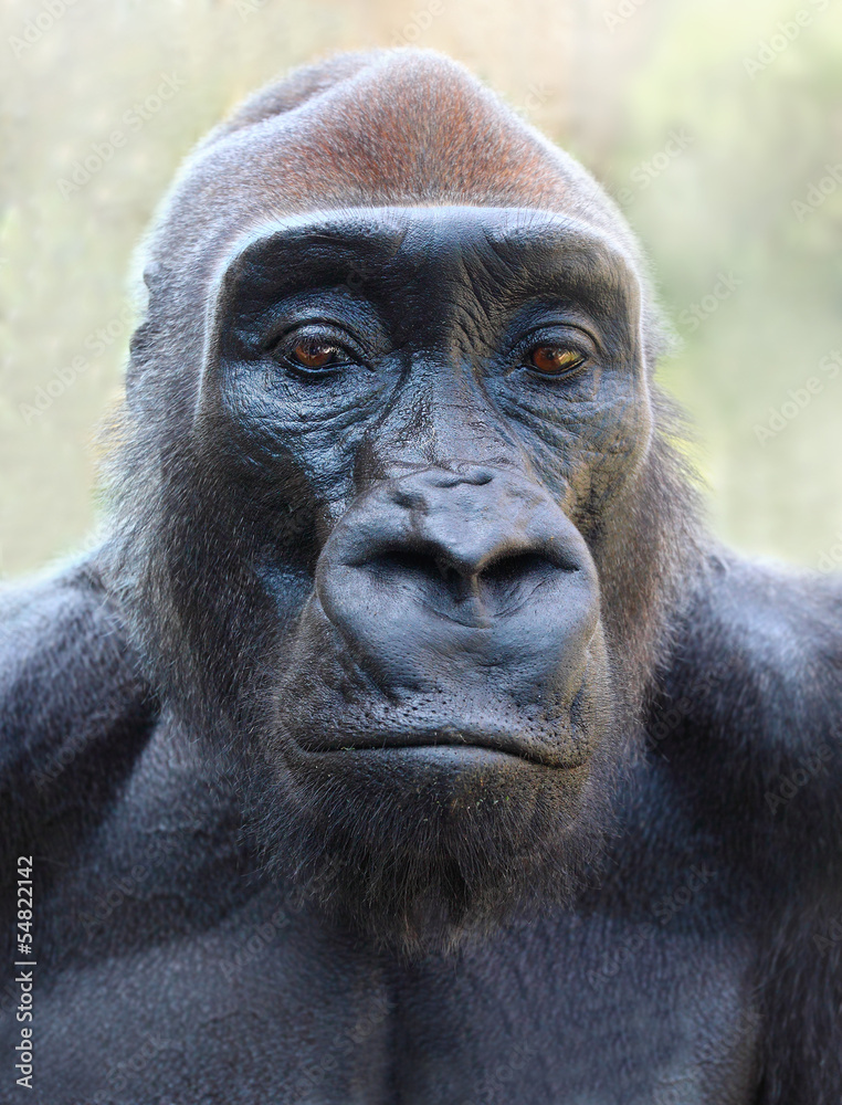 The Gorilla portrait.