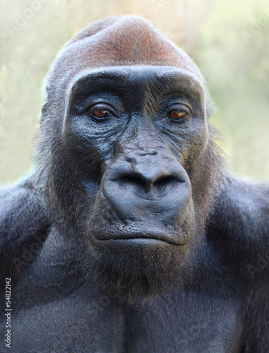 The Gorilla portrait. © Kletr