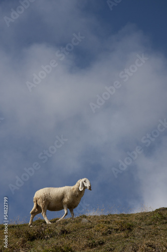 portrait of sheep