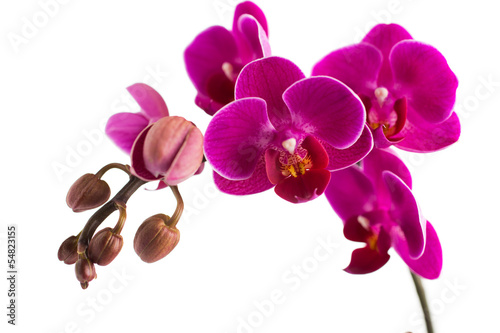 Fototapeta Naklejka Na Ścianę i Meble -  Orchid.