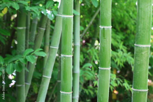 les bambous...