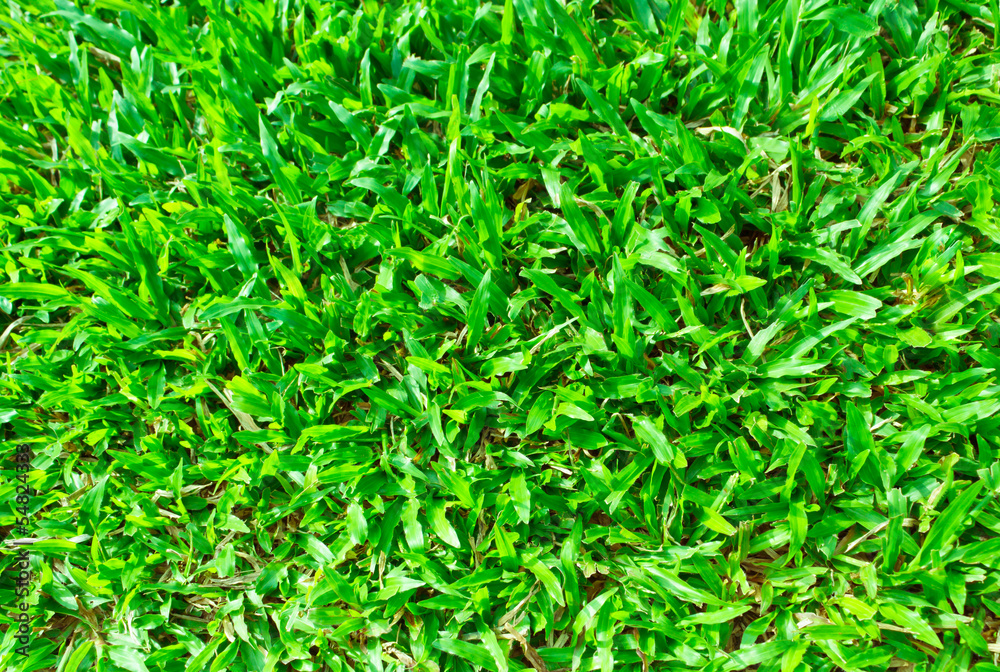 green grass