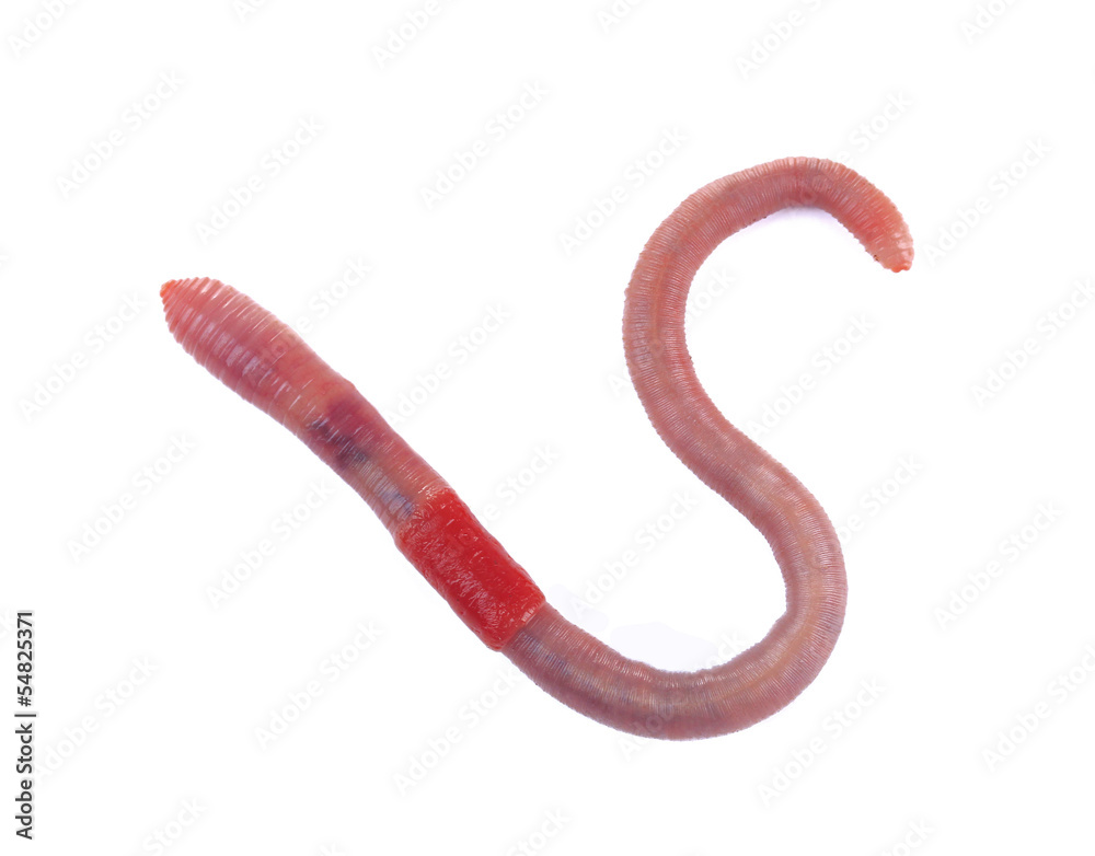 Naklejka premium Worm isolated on white