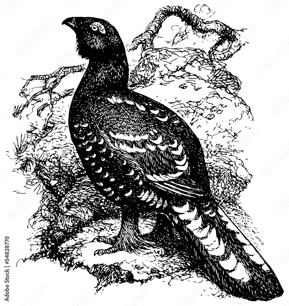 Obraz premium Bird Black-billed Capercaillie