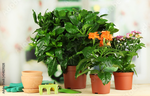 Beautiful flowers in pots on wooden table on natural background