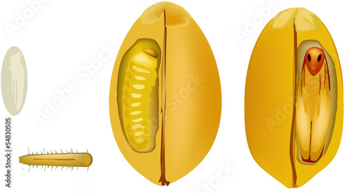 tignola del grano