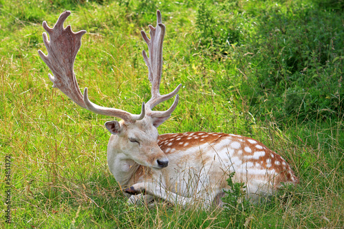 Fallow Deer