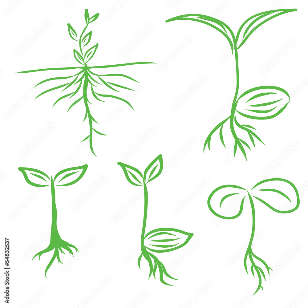 Hand draw Sprouts plants seeding Hand draw Sprouts plants seeding