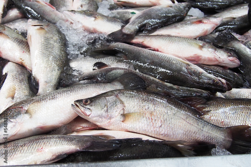 fresh sea bass (snapper) in market
