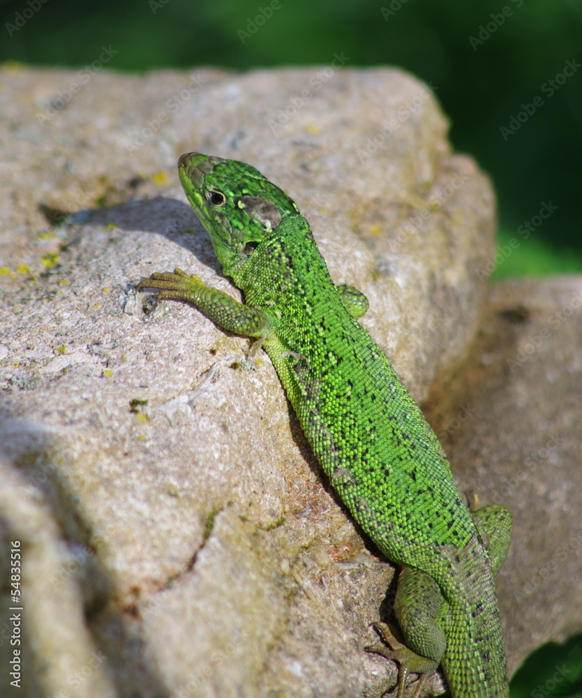 lézard vert lézard vert