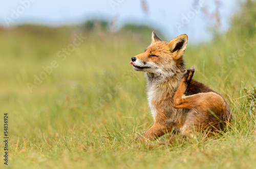 Red fox in its natural habitat